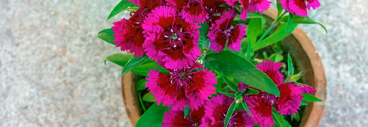 Topf mit pinken Gartennelken